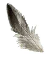 sede